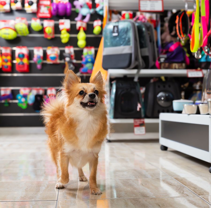 About Our Agency - View of Excited Dog Walking in a Pet Store