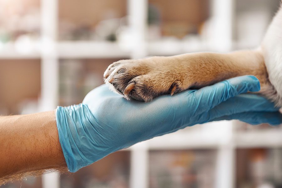 Contact - Man Holding Dog Paw in the Vet Office