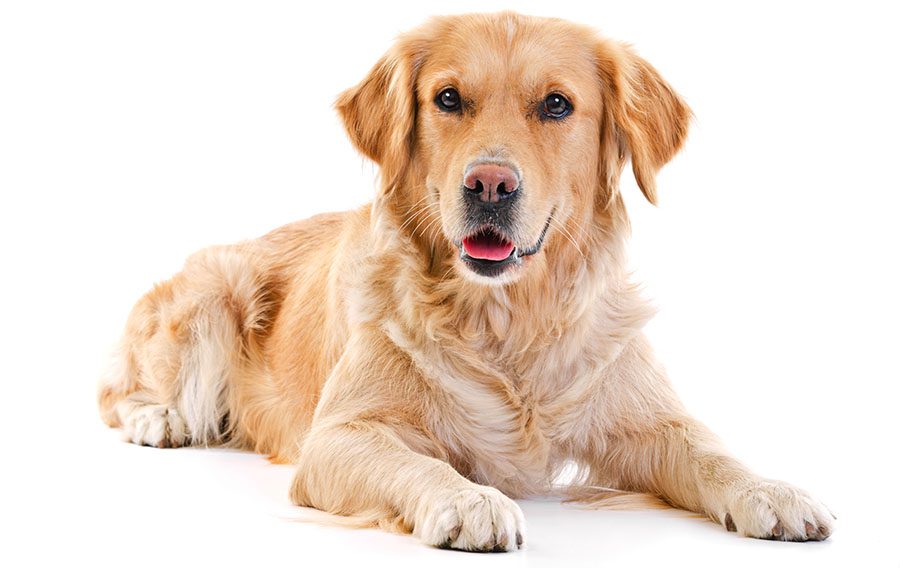 Homepage - Golden Retriever Laying Down