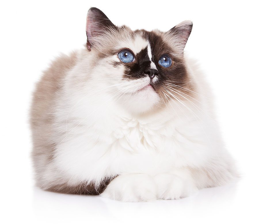 Homepage - Ragdoll Cat with Blue Eyes Laying Down