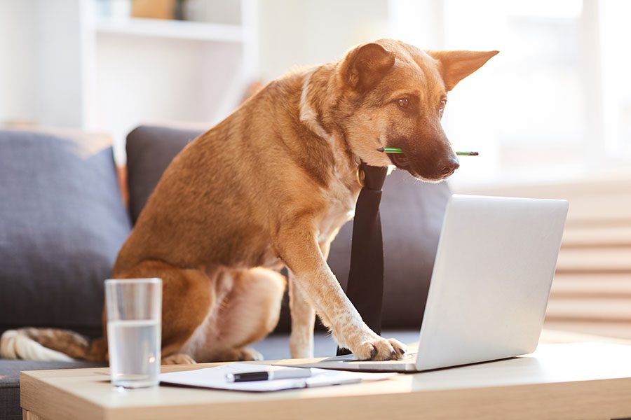 Insurance Quote - Dog Wearing a Tie with a Pencil in His Mouth Using a Laptop at Home