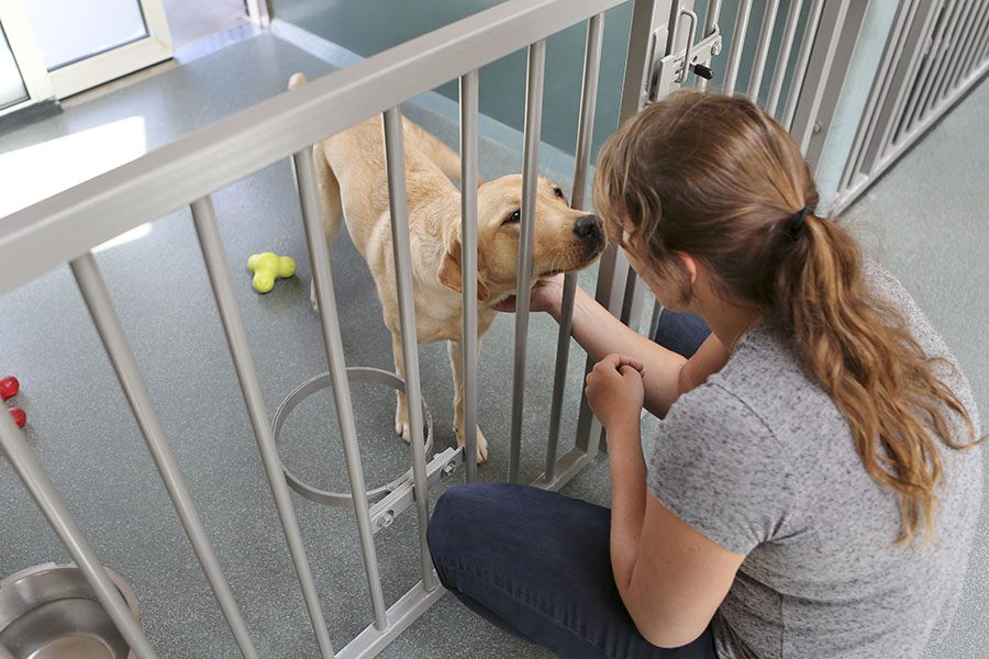 Kennel Insurance - Woman Petting Dog Standing in the Kennel