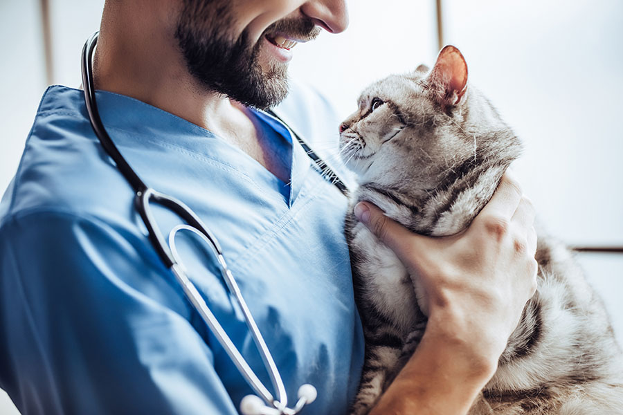 Veterinarian Insurance - Smiling Veterinarian Holding Cat in the Vet Office