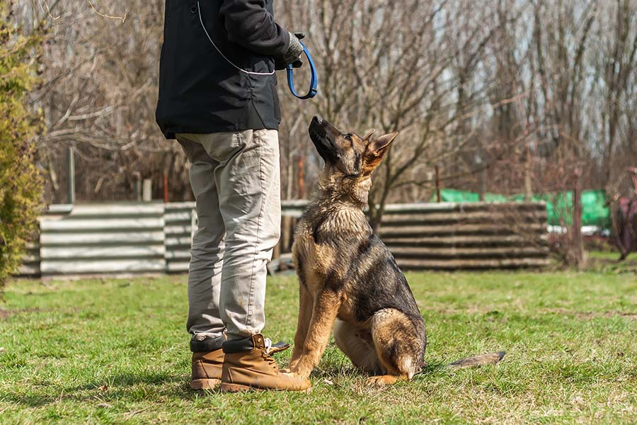 Pet Trainer Insurance - Man Teaching a Young German Shepherd to Sit in the Park as the Dog Intently Looks at His Owner